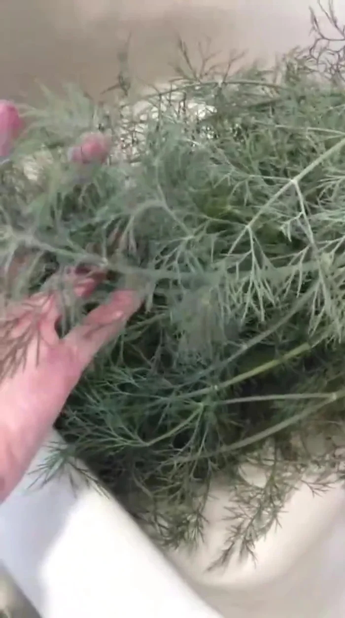 Remove the fennel leaves and chop them. (55.14)