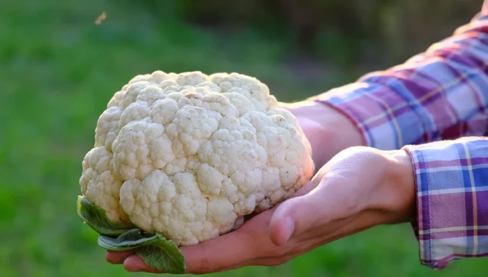 Prepare the cauliflower: Boil water with salt and turmeric. Add cauliflower florets and boil for 3-4 minutes until slightly tender. Drain and let cool completely.