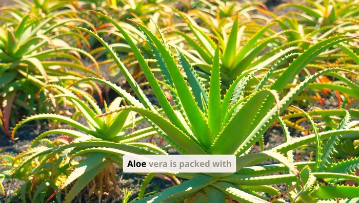 Add two tablespoons of aloe vera gel to a bowl. Aloe vera is packed with moisture, enzymes, and vitamins that soothe the scalp and hydrate your hair.